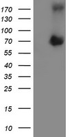 HEK293T cells were transfected with the pCMV6-ENTRY control (Left lane) or pCMV6-ENTRY ATIC (Right lane) cDNA for 48 hrs and lysed. Equivalent amounts of cell lysates (5 ug per lane) were separated by SDS-PAGE and immunoblotted with anti-ATIC.