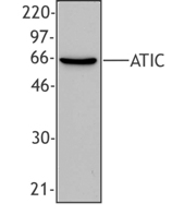 Western blot of extract from HeLa cells using anti-ATIC, clone F38P7H9.