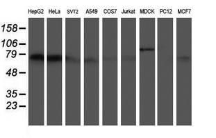 Western blot of extracts (35 ug) from 9 different cell lines by using g anti-ATIC monoclonal antibody (HepG2: human; HeLa: human; SVT2: mouse; A549: human; COS7: monkey; Jurkat: human; MDCK: canine; PC12: rat; MCF7: human).