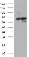 HEK293T cells were transfected with the pCMV6-ENTRY control (Left lane) or pCMV6-ENTRY ATIC (Right lane) cDNA for 48 hrs and lysed. Equivalent amounts of cell lysates (5 ug per lane) were separated by SDS-PAGE and immunoblotted with anti-ATIC.