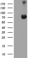 HEK293T cells were transfected with the pCMV6-ENTRY control (Left lane) or pCMV6-ENTRY ATIC (Right lane) cDNA for 48 hrs and lysed. Equivalent amounts of cell lysates (5 ug per lane) were separated by SDS-PAGE and immunoblotted with anti-ATIC.