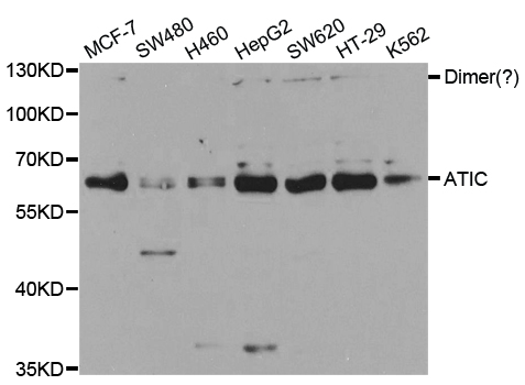 Western blot analysis of extracts of various cell lines, using ATIC antibody.