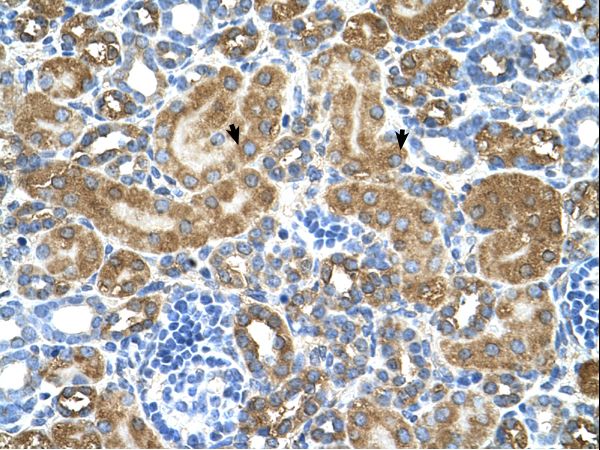 ATIC antibody LS-C80823 was used in IHC to stain formalin-fixed, paraffin-embedded human kidney.