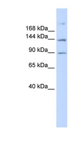 ABCB4 antibody LS-B5729 Western blot of 293T cell lysate.