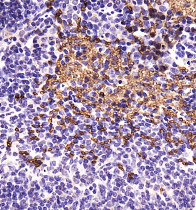 Immunohistochemistry: ABCB5 Antibody - Analysis of ABCB5 in mouse spleen using DAB with hematoxylin counterstain.