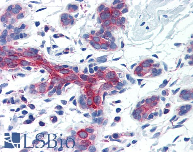 Anti-AIFM3 antibody IHC of human breast. Immunohistochemistry of formalin-fixed, paraffin-embedded tissue after heat-induced antigen retrieval. Antibody LS-B2733 concentration 5 ug/ml.