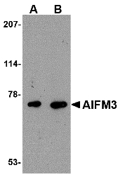 Western blot of AIFM3 in human brain tissue lysate with AIFM3 antibody at (A) 1 and (B) 2 ug/ml.