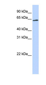 AIFM3 antibody LS-C102459 Western blot of HeLa lysate.