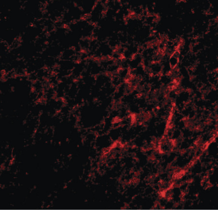 Immunofluorescence of AIFM3 in human brain tissue with AIFM3 antibody at 20 ug/ml.