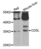 Western blot analysis of extracts of various cell lines, using CD5L antibody.