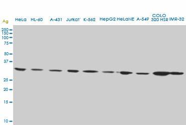 CD5L monoclonal antibody (M01), clone 1C8. Western Blot analysis of CD5L expression in different cell lines.