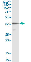 Immunoprecipitation of CD5L transfected lysate using anti-CD5L monoclonal antibody and Protein A Magnetic Bead, and immunoblotted with CD5L rabbit polyclonal antibody.