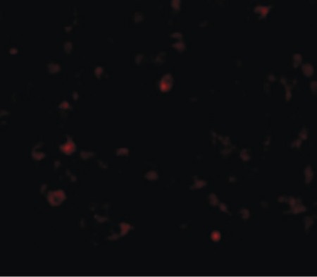 Immunofluorescence of AIM in Human Lymph Node cells with AIM antibody at 20 ug/ml.