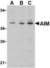 Western blot of AIM in Raji lysate with AIM antibody at (A) 0.5, (B) 1 and (C) 2 g/ml.