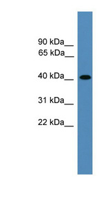 AIMP2 antibody LS-C116836 Western blot of HepG2 cell lysate.