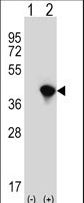 Western blot of JTV1 (arrow) using rabbit polyclonal JTV1 Antibody. 293 cell lysates (2 ug/lane) either nontransfected (Lane 1) or transiently transfected (Lane 2) with the JTV1 gene.