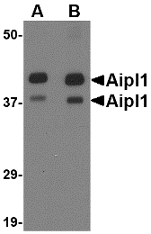 Western blot of Aipl1 in rat brain tissue lysate with Aipl1 antibody at (A) 1 and (B) 2 ug/ml.