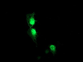 Anti-AIPL1 mouse monoclonal antibody immunofluorescent staining of COS7 cells transiently transfected by pCMV6-ENTRY AIPL1.
