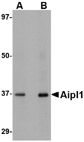 Western blot of Aipl1 in human brain tissue lysate with Aipl1 antibody at (A) 1 and (B) 2 ug/ml.