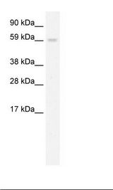 Fetal Liver Lysate