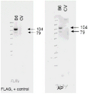 Western blot of anti-ABCB6 antibody (right panel, lane B6) shows detection of Flag-tagged human ABCB6 protein at 104 kD and a truncated form of the protein at 79 kD (arrowheads). The antibody successfully detected ABCB6 in KB cells transfected with the ABCB6 protein. A Lysate prepared from KB cells without a vector insert (CV lane) should no reactivity with the antibody. The left panel shows a similar staining pattern using an anti-Flag antibody as a positive control. The membrane was probe.