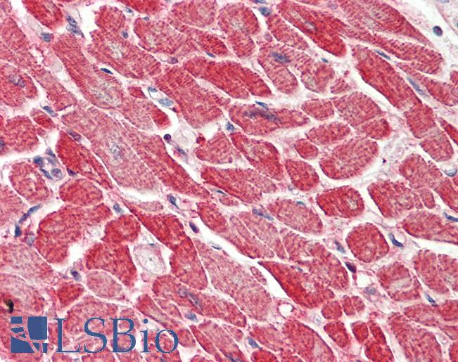 Anti-AK1 / Adenylate Kinase 1 antibody IHC staining of human heart. Immunohistochemistry of formalin-fixed, paraffin-embedded tissue after heat-induced antigen retrieval. Antibody LS-B10320 concentration 5 ug/ml.