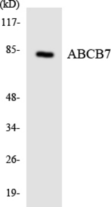 Western blot of the lysates from HUVEC cells using ABCB7 antibody.