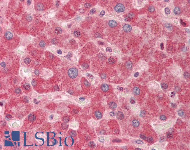 Anti-AK4 / Adenylate Kinase 4 antibody IHC staining of human liver. Immunohistochemistry of formalin-fixed, paraffin-embedded tissue after heat-induced antigen retrieval.