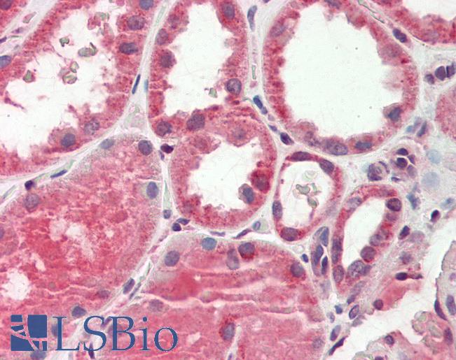 Anti-AK4 / Adenylate Kinase 4 antibody IHC staining of human kidney. Immunohistochemistry of formalin-fixed, paraffin-embedded tissue after heat-induced antigen retrieval. Antibody LS-B11482 concentration 10 ug/ml.