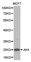 Western blot of extracts of MCF7 cell lines, using AK4 antibody.