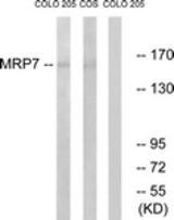 Western blot of extracts from COLO/COS7 cells, using MRP7 Antibody. The lane on the right is treated with the synthesized peptide.