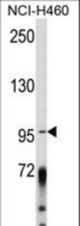 Western blot of AKAP3 Antibody in NCI-H460 cell line lysates (35 ug/lane). AKAP3 (arrow) was detected using the purified antibody.