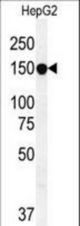 ABCC10 Antibody western blot of HepG2 cell line lysates (35 ug/lane). The ABCC10 antibody detected the ABCC10 protein (arrow).