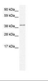 Fetal Brain Lysate