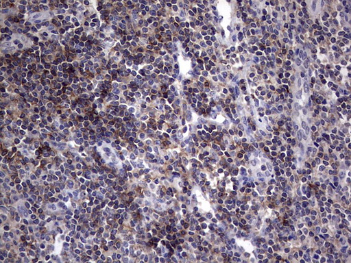 IHC of paraffin-embedded Human tonsil using anti-AKAP7 Mouse monoclonal antibody. (heat-induced epitope retrieval by 1 mM EDTA in 10mM Tris, pH8.5, 120°C for 3min).