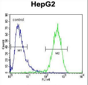 ABCC10 Antibody flow cytometry of HepG2 cells (right histogram) compared to a negative control cell (left histogram). FITC-conjugated goat-anti-rabbit secondary antibodies were used for the analysis.