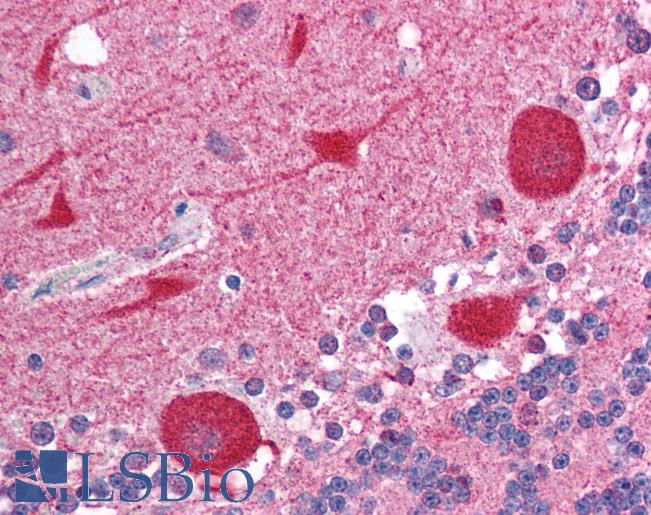 Anti-AKAP7 antibody IHC of human brain, cerebellum. Immunohistochemistry of formalin-fixed, paraffin-embedded tissue after heat-induced antigen retrieval. Antibody LS-B1509 concentration 5 ug/ml.
