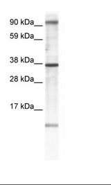 Fetal Brain Lysate