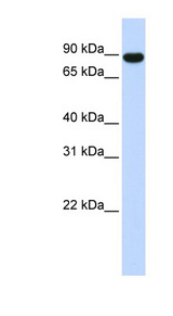 AKAP8 antibody LS-C109593 Western blot of 293T cell lysate.