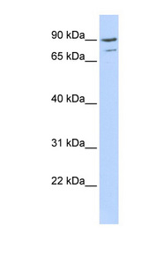 AKAP8 antibody LS-C109708 Western blot of 293T cell lysate.