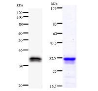 Left : Western blot analysis of immunized recombinant protein, using anti-AKAP8 monoclonal antibody. Right : CBB staining of immunized recombinant protein.