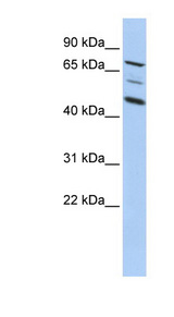 AKAP8 antibody LS-C109709 Western blot of HepG2 cell lysate.