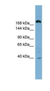 ABCC11 antibody LS-C110811 Western blot of NCI-H226 cell lysate.