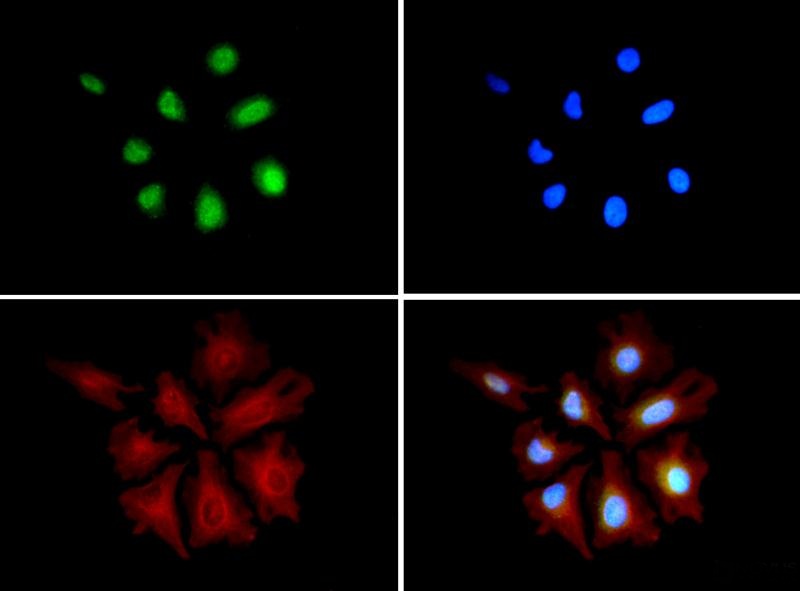 Immunocytochemistry/Immunofluorescence: HA95/AKAP8L Antibody - HA95/AKAP8L antibody was tested in HeLa cells with DyLight 488 (green). Nuclei and alpha Tubulin were counterstained with DAPI (blue) and DyLight 550 (red).