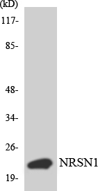 Western blot of the lysates from HepG2 cells using BCA3 antibody.