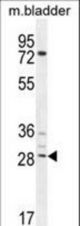 BCA3 Antibody western blot of mouse bladder tissue lysates (35 ug/lane). The BCA3 antibody detected the BCA3 protein (arrow).