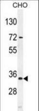 BCA3 Antibody western blot of mouse CHO cell line lysates (35 ug/lane). The BCA3 antibody detected the BCA3 protein (arrow).