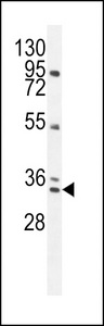 BCA3 Antibody western blot of NCI-H292 cell line lysates (35 ug/lane). The BCA3 antibody detected the BCA3 protein (arrow).