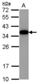Sample (30 ug of whole cell lysate) A: HeLa 12% SDS PAGE AKIRIN2 antibody diluted at 1:10000