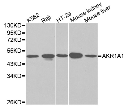Western blot analysis of Y79 cell and Jurkat cell lysate using AKR1A1 antibody.